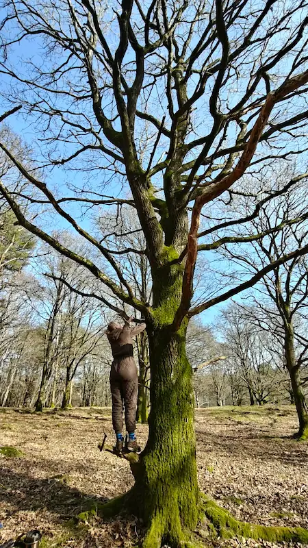 Naturterapi